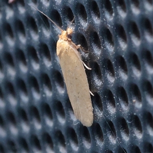 Epiphyas caryotis at Turner, ACT - 27 Nov 2025 by ConBoekel