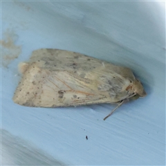 Helicoverpa (genus) (A bollworm) at Turner, ACT - 28 Nov 2025 by ConBoekel