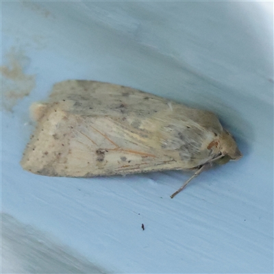 Helicoverpa (genus) (A bollworm) at Turner, ACT - 28 Nov 2025 by ConBoekel