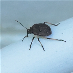 Platycoris sp. (genus) (A Stink Bug) at Turner, ACT - 28 Nov 2025 by ConBoekel