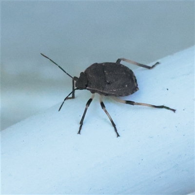Platycoris sp. (genus) (A Stink Bug) at Turner, ACT - 28 Nov 2025 by ConBoekel