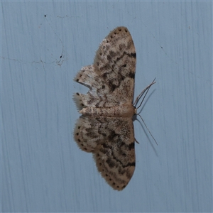 Idaea inquinata (Rusty Wave) at Turner, ACT - 28 Nov 2025 by ConBoekel
