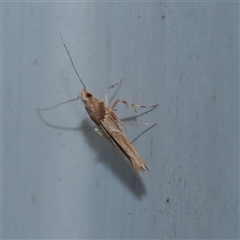 Pyroderces falcatella (Cornworm) at Turner, ACT - 28 Nov 2025 by ConBoekel