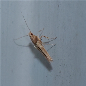 Pyroderces falcatella (Cornworm) at Turner, ACT - 28 Nov 2025 by ConBoekel