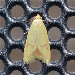 Aeolothapsa malacella (A Concealer moth) at Turner, ACT - 28 Nov 2025 by ConBoekel