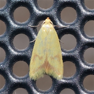 Aeolothapsa malacella (A Concealer moth) at Turner, ACT - 28 Nov 2025 by ConBoekel