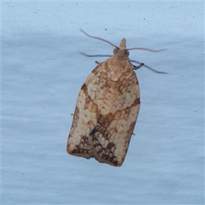 Epiphyas postvittana at Turner, ACT - 28 Nov 2025 by ConBoekel