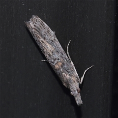 Crocydopora cinigerella (A Pyralid moth) at Turner, ACT - 28 Nov 2025 by ConBoekel