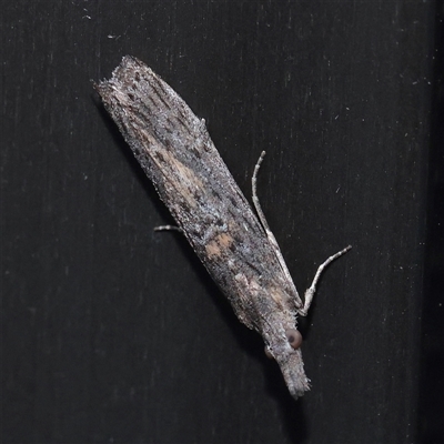 Crocydopora cinigerella (A Pyralid moth) at Turner, ACT - 28 Nov 2025 by ConBoekel