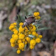 Homotrysis cisteloides (Darkling beetle) at Googong, NSW - 13 Nov 2025 by RachaelL
