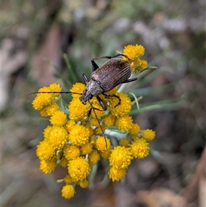 Homotrysis sp. (genus) at Googong, NSW - 13 Nov 2025 by RachaelL