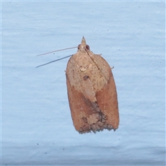 Epiphyas postvittana at Turner, ACT - 28 Nov 2025 by ConBoekel
