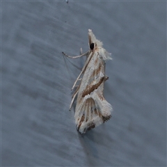 Heliocosma argyroleuca (A tortrix or leafroller moth) at Turner, ACT - 28 Nov 2025 by ConBoekel