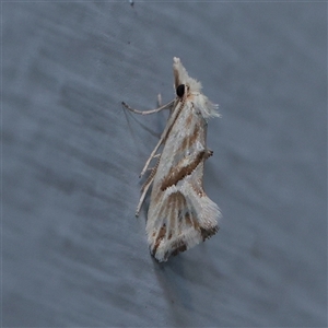 Heliocosma argyroleuca (A tortrix or leafroller moth) at Turner, ACT - 28 Nov 2025 by ConBoekel