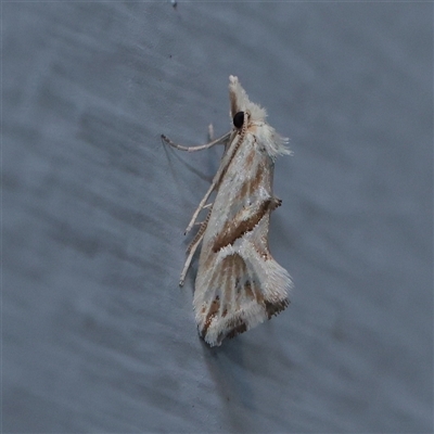 Heliocosma argyroleuca (A tortrix or leafroller moth) at Turner, ACT - 28 Nov 2025 by ConBoekel