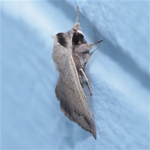 Pantydia sparsa (Plain Pantydia) at Turner, ACT - 29 Nov 2025 by ConBoekel