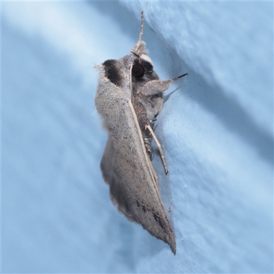 Pantydia sparsa (Plain Pantydia) at Turner, ACT - 29 Nov 2025 by ConBoekel