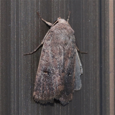 Proteuxoa hypochalchis (Black-bar Noctuid) at Turner, ACT - 29 Nov 2025 by ConBoekel