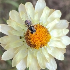 Melangyna viridiceps at Torrens, ACT - 30 Nov 2025 by Shazw