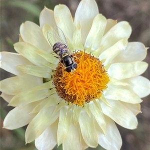 Melangyna viridiceps at Torrens, ACT - Yesterday by Shazw