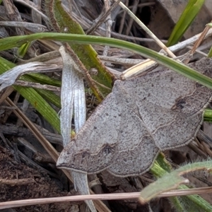 Taxeotis intextata (Looper Moth, Grey Taxeotis) at Gungahlin, ACT - 28 Nov 2025 by chriselidie