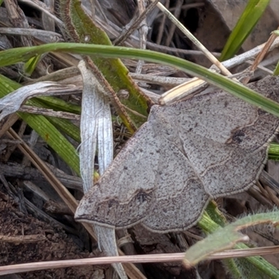 Taxeotis intextata (Looper Moth, Grey Taxeotis) at Gungahlin, ACT - 28 Nov 2025 by chriselidie