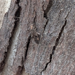 Unverified True bug (Hemiptera, Heteroptera) at Gungahlin, ACT - 28 Nov 2025 by chriselidie