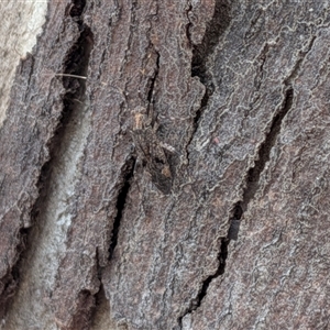 Unverified True bug (Hemiptera, Heteroptera) at Gungahlin, ACT - 28 Nov 2025 by chriselidie