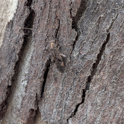Unverified True bug (Hemiptera, Heteroptera) at Gungahlin, ACT - 28 Nov 2025 by chriselidie