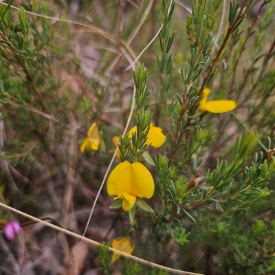 Gompholobium huegelii (pale wedge–pea) at Captains Flat, NSW - 30 Nov 2025 by Csteele4