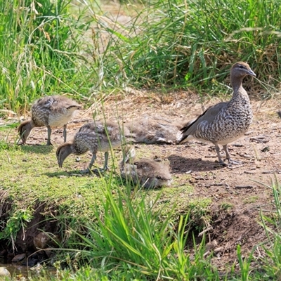 Chenonetta jubata at  - suppressed by AlisonMilton