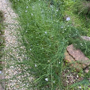 Unverified Plant at Balnarring, VIC - Today by ianandlibby1