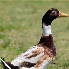 Anas platyrhynchos (Mallard (Domestic Type)) at Fadden, ACT - 28 Nov 2025 by AlisonMilton