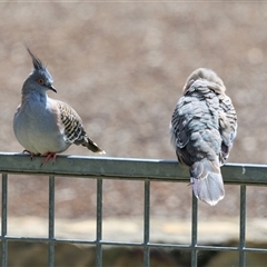Ocyphaps lophotes at Fadden, ACT - 28 Nov 2025 by AlisonMilton