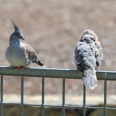 Ocyphaps lophotes at Fadden, ACT - 28 Nov 2025 by AlisonMilton