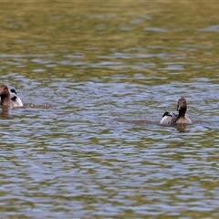 Chenonetta jubata (Australian Wood Duck) at Fadden, ACT - 28 Nov 2025 by AlisonMilton