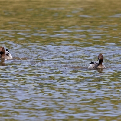 Chenonetta jubata (Australian Wood Duck) at Fadden, ACT - 28 Nov 2025 by AlisonMilton