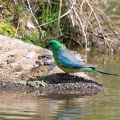 Psephotus haematonotus at Fadden, ACT - 28 Nov 2025 by AlisonMilton
