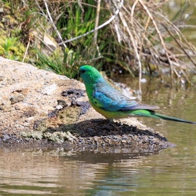 Psephotus haematonotus at Fadden, ACT - 28 Nov 2025 by AlisonMilton