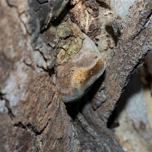 Phellinus sp. (Phellinus sp.) at Hawker, ACT - 28 Nov 2025 by AlisonMilton