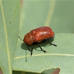 Aporocera (Aporocera) haematodes (A case bearing leaf beetle) at Hawker, ACT - 28 Nov 2025 by AlisonMilton
