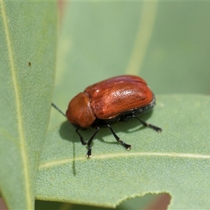 Aporocera (Aporocera) haematodes (A case bearing leaf beetle) at Hawker, ACT - 28 Nov 2025 by AlisonMilton