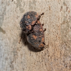 Trachymela sp. (genus) (Brown button beetle) at Hawker, ACT - 28 Nov 2025 by AlisonMilton