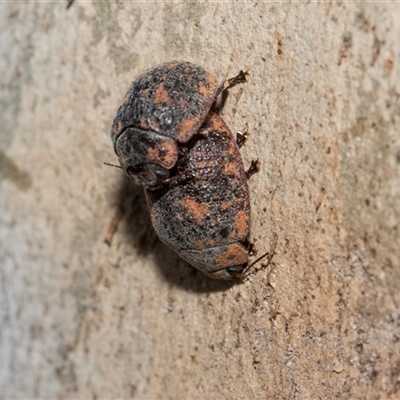 Trachymela sp. (genus) (Brown button beetle) at Hawker, ACT - 28 Nov 2025 by AlisonMilton
