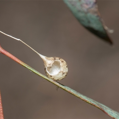 Unverified Parasitic wasp (numerous families) at Hawker, ACT - 28 Nov 2025 by AlisonMilton