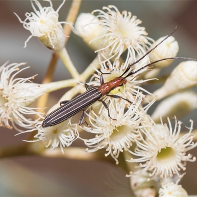 Syllitus rectus (Longhorn beetle) at Hawker, ACT - 28 Nov 2025 by AlisonMilton