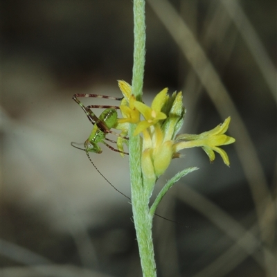 Torbia sp. at Captains Flat, NSW - 30 Nov 2025 by Csteele4