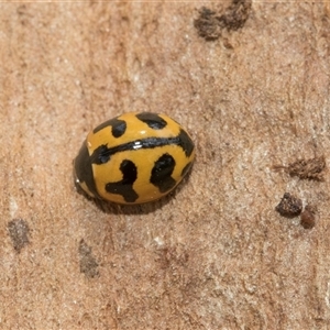 Coccinella transversalis at Hawker, ACT - 28 Nov 2025 by AlisonMilton