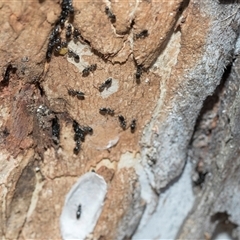 Unverified Ant (Hymenoptera, Formicidae) at Hawker, ACT - 28 Nov 2025 by AlisonMilton