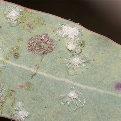Glycaspis sp. (genus) at Hawker, ACT - 28 Nov 2025 by AlisonMilton